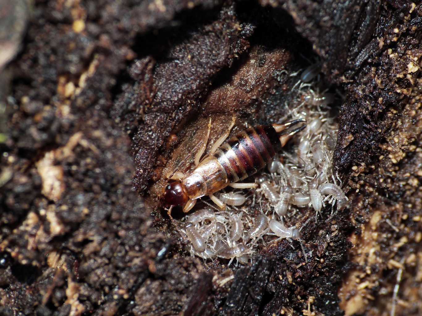 Femmina con piccoli - Caffarella RM: Forficula decipiens